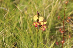 Diuris orientis