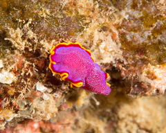 Pseudoceros ferrugineus