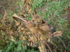 Xanthium orientale riparium