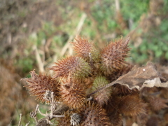 Xanthium orientale riparium