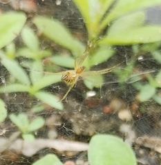 Cyrtophora cicatrosa