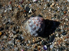 Bembicium auratum