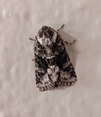 Lacinipolia strigicollis