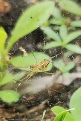 Cyrtophora cicatrosa