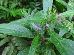 Justicia namatophila