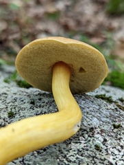 Aureoboletus roxanae
