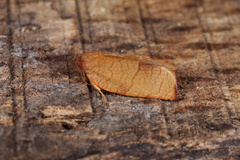 Cacoecimorpha pronubana