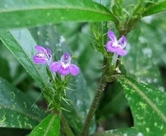 Justicia namatophila