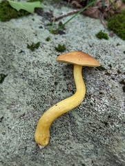 Aureoboletus roxanae
