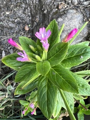 Epilobium ciliatum watsonii