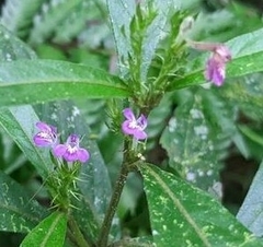 Justicia namatophila