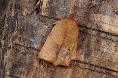 Cacoecimorpha pronubana