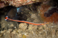 Dunckerocampus baldwini