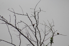 Haemorhous mexicanus