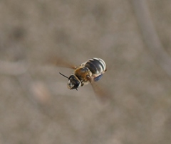 Eucera