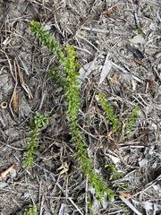 Pittosporaceae