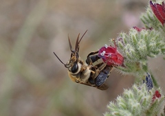 Eucera