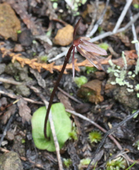 Cyrtostylis oblonga