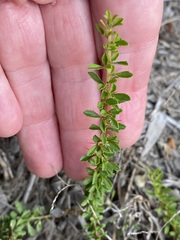 Pittosporaceae