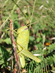 Cyrtacanthacridini
