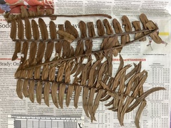 Nephrolepis acutifolia