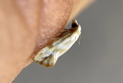 Platphalonidia plicana