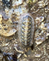Ischnochiton cariosus