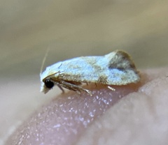 Platphalonidia plicana