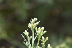 Baccharis salicina