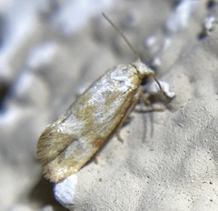 Platphalonidia plicana