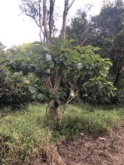 Solanum chrysotrichum