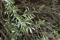 Baccharis salicina