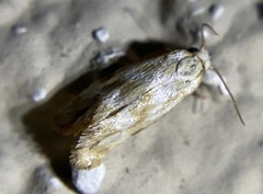 Platphalonidia plicana