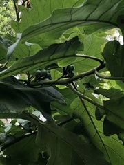 Solanum chrysotrichum