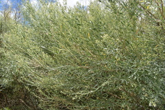 Baccharis salicina
