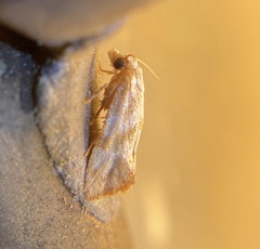 Platphalonidia plicana