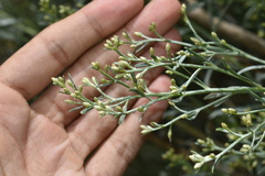 Baccharis salicina