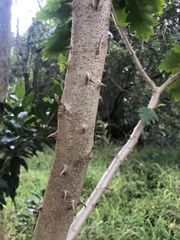 Solanum chrysotrichum