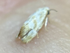 Platphalonidia plicana
