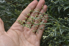 Baccharis salicina