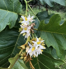 Solanum chrysotrichum