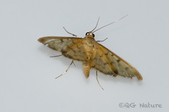 Patania chlorophanta
