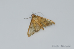 Patania chlorophanta