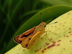 Cephrenes trichopepla