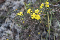 Hibbertia riparia