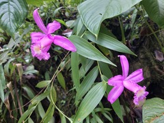 Sobralia violacea