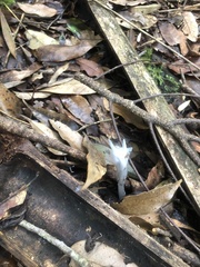 Monotropastrum humile