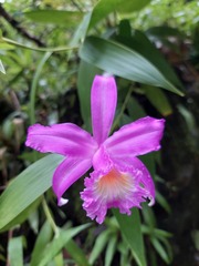 Sobralia violacea