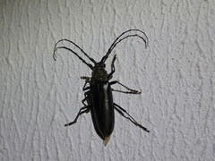 Nadezhdiella cantori