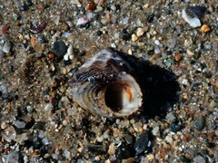 Bembicium auratum